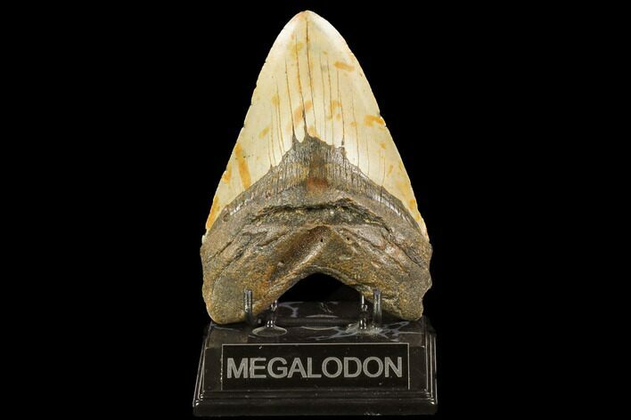 Fossil Megalodon Tooth - North Carolina #124335